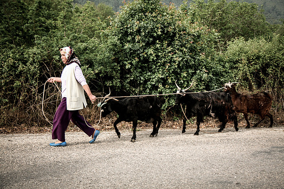 Tending Goats