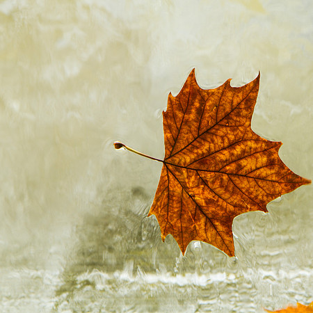 Autumn Leave #2