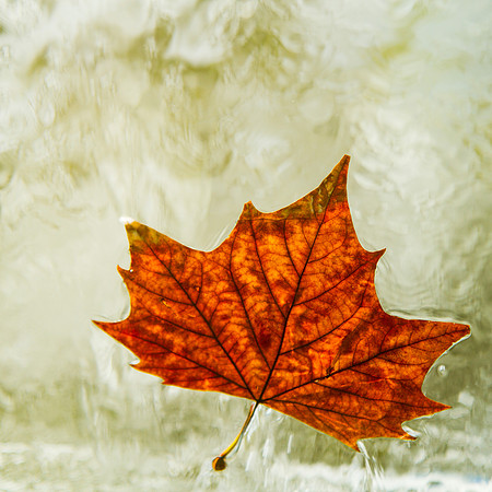 Autumn Leave #1