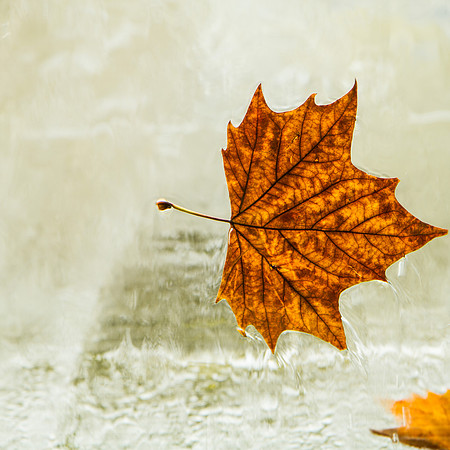 Autumn Leave #3