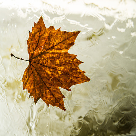 Autumn Leave #4