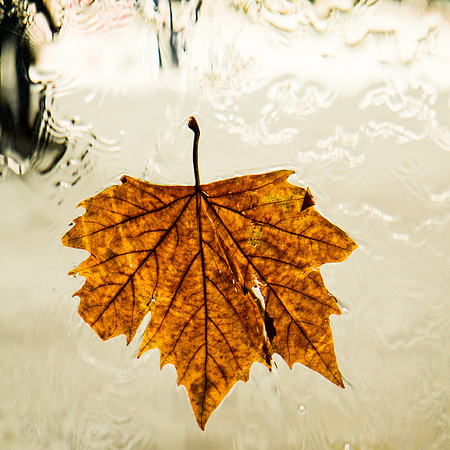 Autumn Leave #8